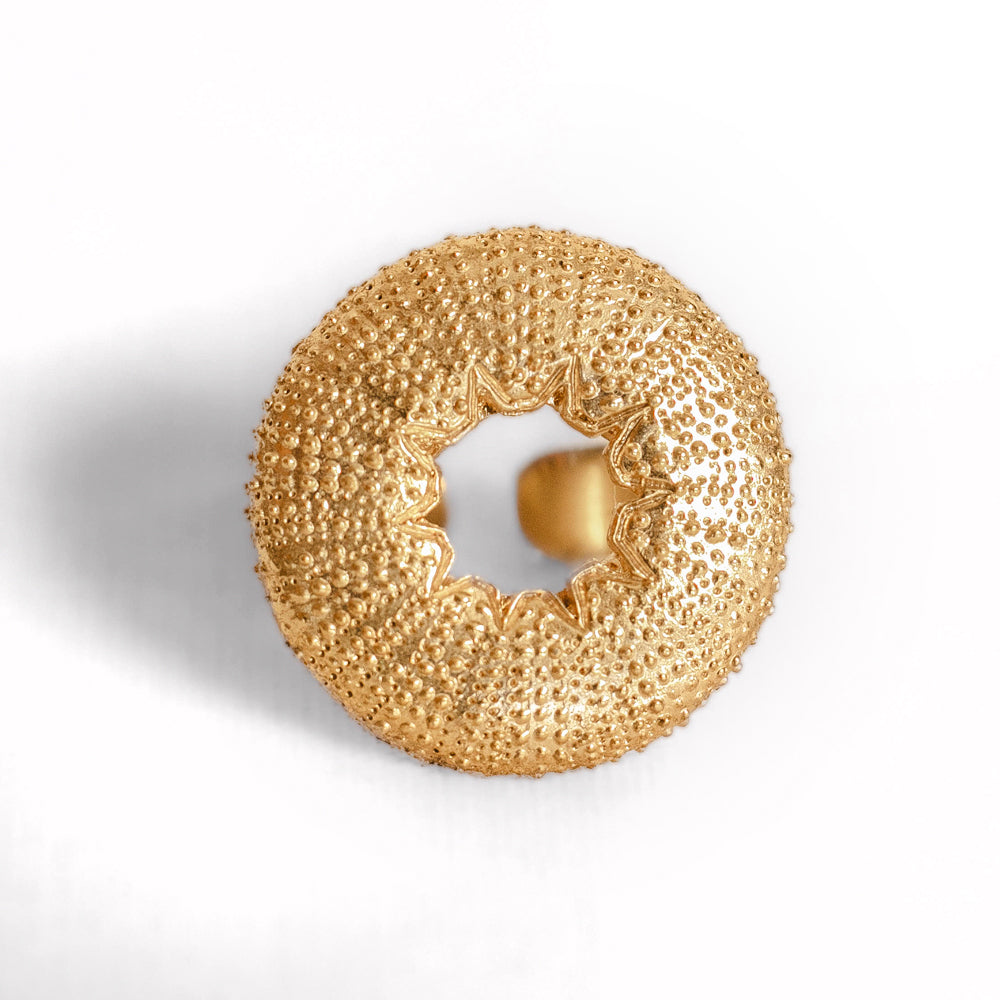 Anillo 6
